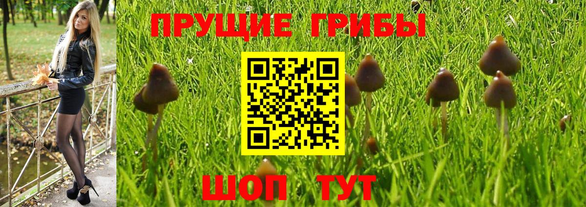 A PVP Кинель